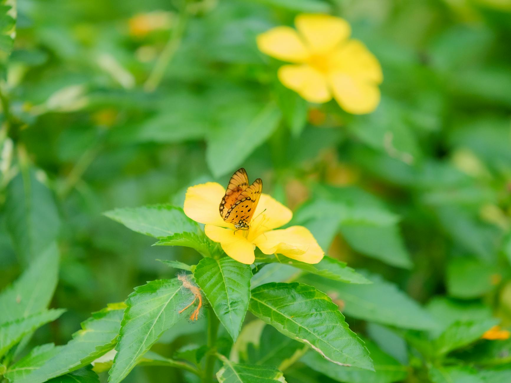 Tricia Tuttle: Filmakademie warnt vor Einflussnahme auf Berlinale